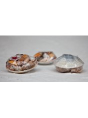 SHELL PACK CODAKIA TIGRINA 3 INCHES