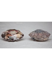 SHELL PACK LIONS PAW