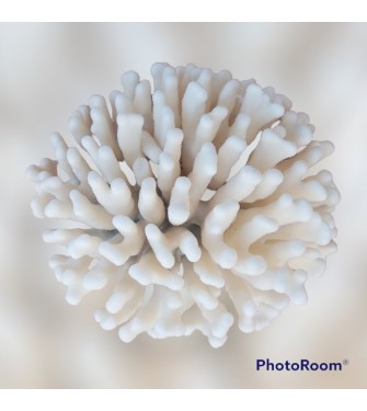 SEA CORAL KOUNOUPIDI 8-10 INCHES