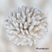 SEA CORAL KOUNOUPIDI 8-10 INCHES