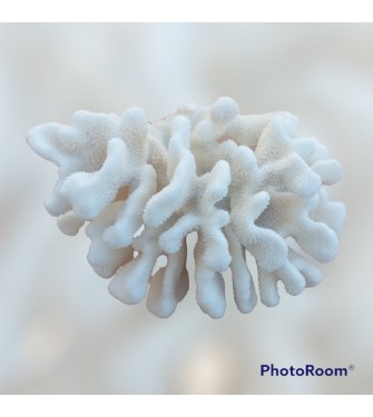 SEA CORAL TARANDOS 5-7 INCHES
