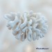 SEA CORAL TARANDOS 5-7 INCHES