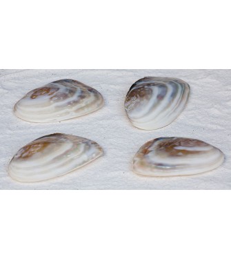 BROWN MUSSEL &Zeta;&Epsilon;&Upsilon;&Gamma;&Omicron;&Sigma; &Pi;&Epsilon;&Rho;&Lambda;&Epsilon; 6-6,5 &Iota;&Nu;&Tau;&Sigma;&Epsilon;&Sigma; 
