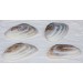 BROWN MUSSEL PAIR PEARL 6-6,5 INCHES 