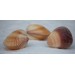 TRICARDIUM ENOTE BIG 4-5 INCHES