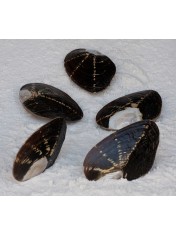 BROWN MUSSEL PAIR NATURAL 7-7,5 INCHES