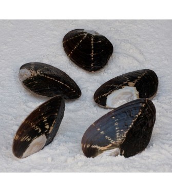 BROWN MUSSEL PAIR NATURAL 7-7,5 INCHES
