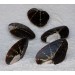 BROWN MUSSEL &Zeta;&Epsilon;&Upsilon;&Gamma;&Omicron;&Sigma; &Phi;&Upsilon;&Sigma;&Iota;&Kappa;&Omicron; 7-7,5 &Iota;&Nu;&Tau;&Sigma;&Epsilon;&Sigma;