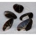 BROWN MUSSEL PAIR NATURAL 7-7,5 INCHES