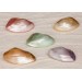 WHITE MUSSEL COLORED SMALL 3-3,5 INCHES