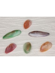 SIAM DIFFERENT COLORS 4.5-5 INCHES