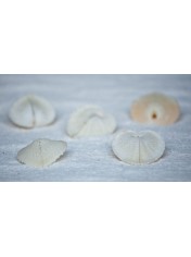 HEART SHELL WHITE 2-2.5 INCHES