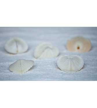 HEART SHELL WHITE 2-2.5 INCHES