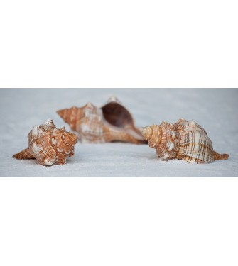 FASIOLARIA TRAP