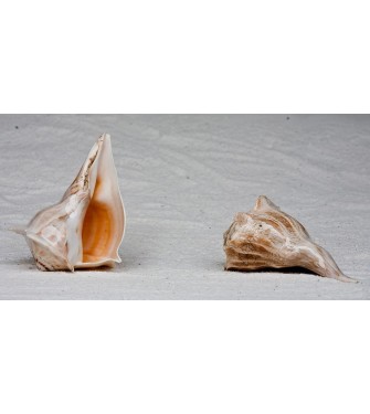 GELK SHELL ARISTEROSTROFO