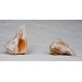 GELK SHELL ARISTEROSTROFO