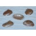 ABALONE LEAV PERLE 2.5-3