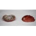 ABALONE SORINENSIS RED 5-6