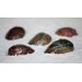 ABALONE ASSIMILIS POLLISHED