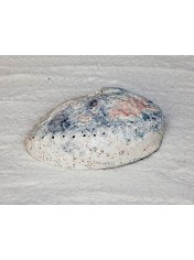 ABALONE MIDAI NATURAL 