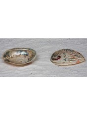 ABALONE MIDAI RED BIG