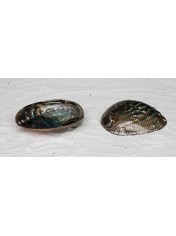 ABALONE FULL PERLE