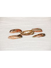 ABALONE ROUF POLISHED 2,5-3 INCHES