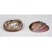 ABALONE SORINENSIS GREENRED
