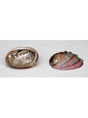 ABALONE SORINENSIS GREEN RED 4.5 INCHES