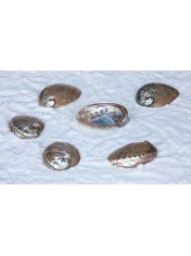 ABALONE FULL PERLE 3.5-4 INCHES