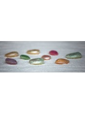 ABALONE DOUBLE COLOURED
