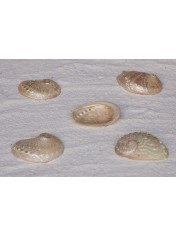 ABALONE OVINA ΠΕΡΛΕ 3 ΙΝΤΣΕΣ