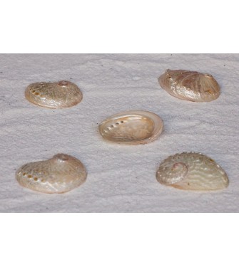 ABALONE OVINA &Pi;&Epsilon;&Rho;&Lambda;&Epsilon; 3 &Iota;&Nu;&Tau;&Sigma;&Epsilon;&Sigma;