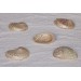 ABALONE OVINA &Pi;&Epsilon;&Rho;&Lambda;&Epsilon; 3 &Iota;&Nu;&Tau;&Sigma;&Epsilon;&Sigma;