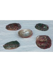 NATURAL ABALONE ASSIMILIS 4-5 INCHES