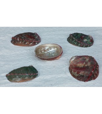 ABALONE ASSIMILIS &Phi;&Upsilon;&Sigma;&Iota;&Kappa;&Omicron; 4-5 &Iota;&Nu;&Tau;&Sigma;&Epsilon;&Sigma;