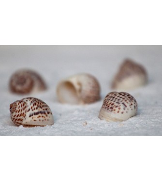 &Nu;&Alpha;&Tau;&Iota;&Kappa;&Alpha; SPONTED 0.5 &Iota;&Nu;&Tau;&Sigma;&Epsilon;&Sigma;