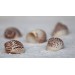 NATIKA SPONTED 0.5 INCHES