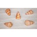 CONE TETSELATOUS 2-2.5 INCHES