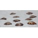 LIMPET OVAL 1.5 INCHES