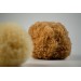 NATURAL GRASS SPONGE A CLASS