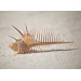 VENUS COMB 5A INCHES