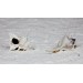 MIOUREX ALAVASTER EYE 4.5-5 INCHES