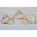 SETERIAM PIKA PEARL 2.5-3 INCHES