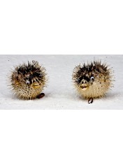 HEDGEHOG 7-9 INCHES