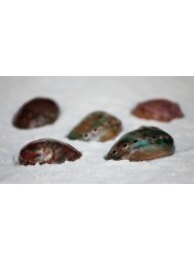 ABALONE ASSIMILIS 4 INCHES POLLISHED