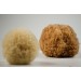 NATURAL GRASS SPONGE B BLEACHED PACKED