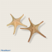 STARFISH