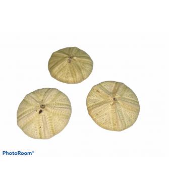 SEA URCHIN