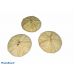 SEA URCHIN